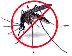 Eкологічні методи боротьби з комарами та їх укусами